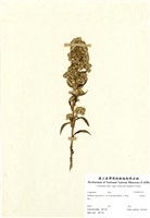 藏品(一枝黃花)的圖片